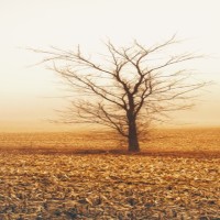 عزام الرويلي