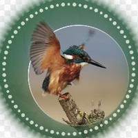 Kingfisher Freight Services
