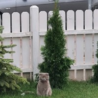 Mohsen Mohamed Mahmoud