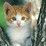 Omid Gh