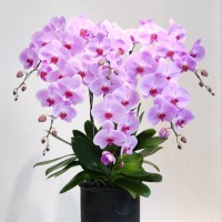 ORCHIDS PG