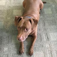 Irene Siedlarczyk Siedlarczyk