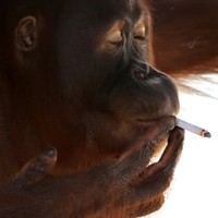 Smoking Orangutan