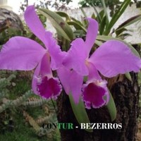 CONTUR Bezerros