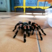 bartolomeo lattanzio