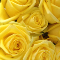 Maria Mercedes Florez