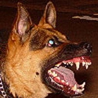 Devil Dog