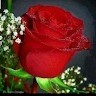 Dily Alfano