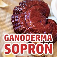Ganoderma Sopron