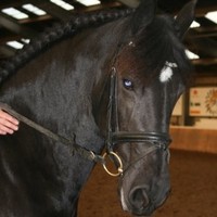 Frisian Horse Footba Kwantes
