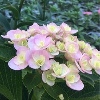 刘黎莉