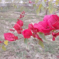 Antora Debnath