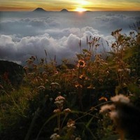 Ardi Saputra