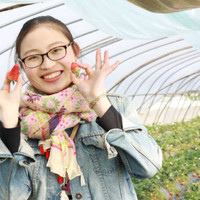 phoebe song