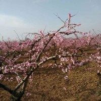 张剑兴