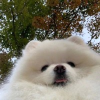 王鹤然
