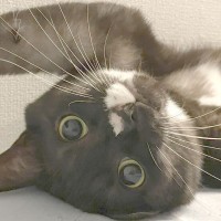 村上怜
