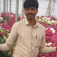 Dhayia Drv