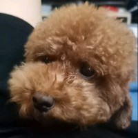 张十七