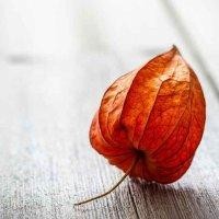 黄渝富