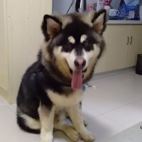 杜中帅