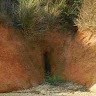 Mark Goodlander