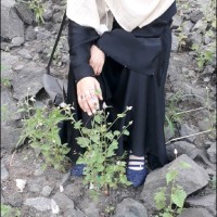 Sayyed B. Zahera