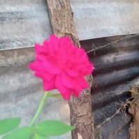Kavitharan Kavi