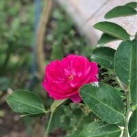 صفاء البكاري