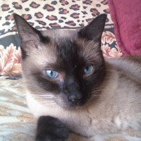 Kathleen Chamberlain