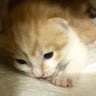 Thu Hà Đỗ