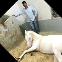 Sohail Shah