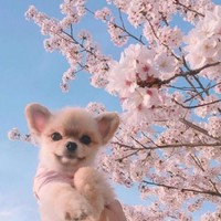 周小楠