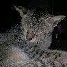 My Cat