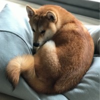林志傑