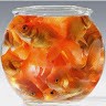 Mister Goldfish