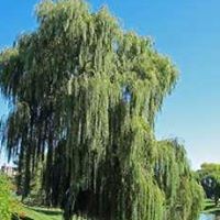 Willow Will