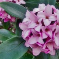 Daphne .