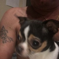 Moki Rocker