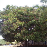 Senthil Kumar
