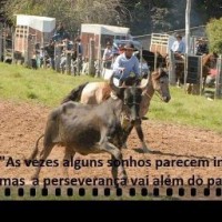Leo Fernandes