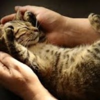 Cute Cats