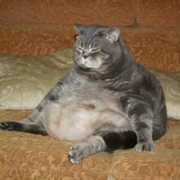 นราพล อณิฐยากุล