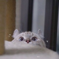 方佳雯