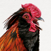 Ron Rooster