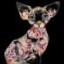 Alluring Sphynx Kittens
