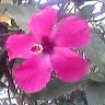 Vishakha Surve