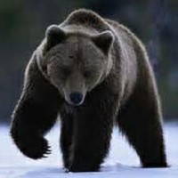 Big Bear