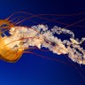 SINGH GURPREET