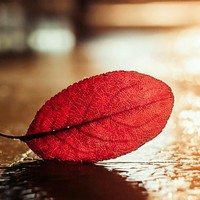 杨海明